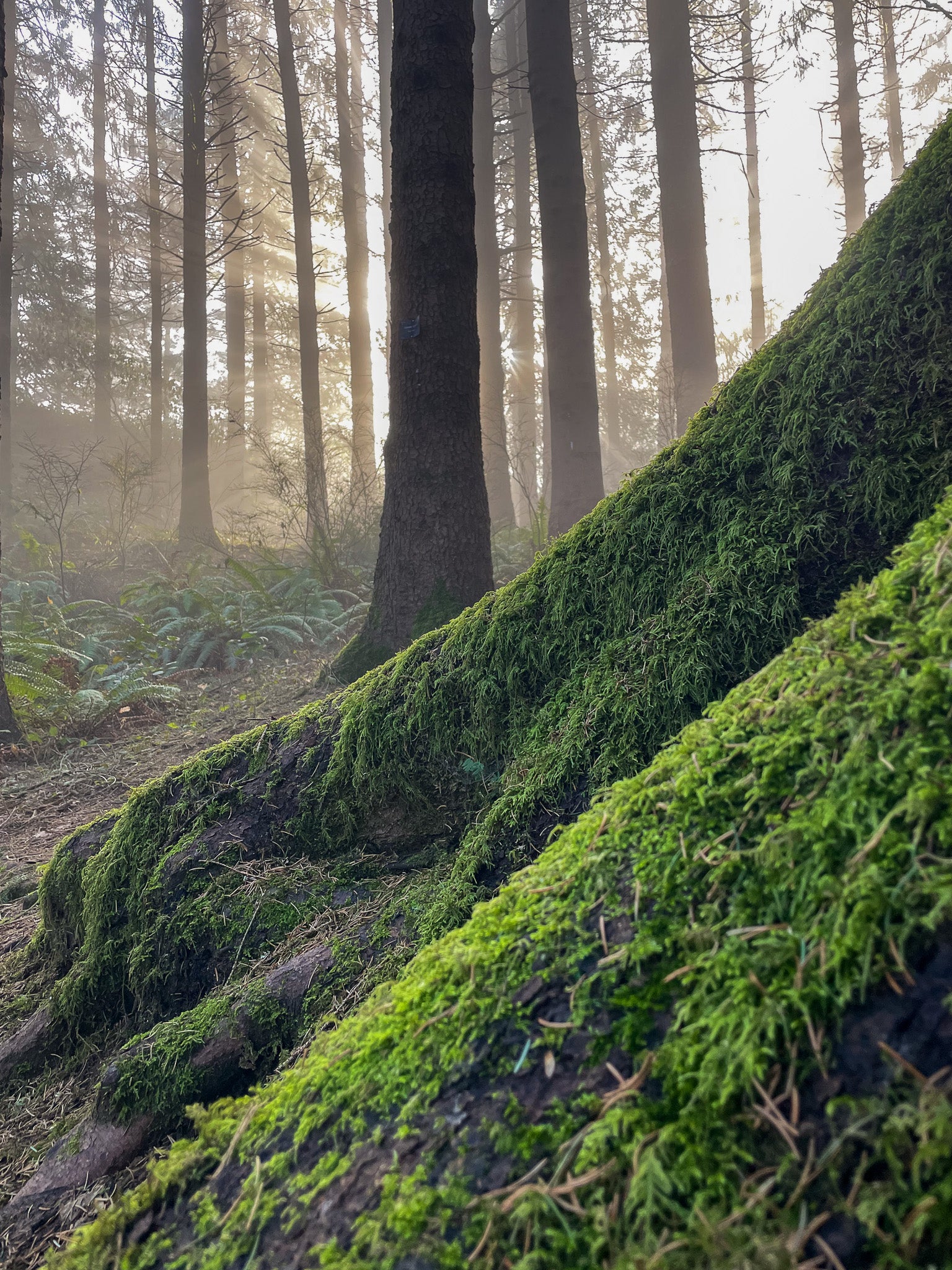 Earthy + Woody Scents